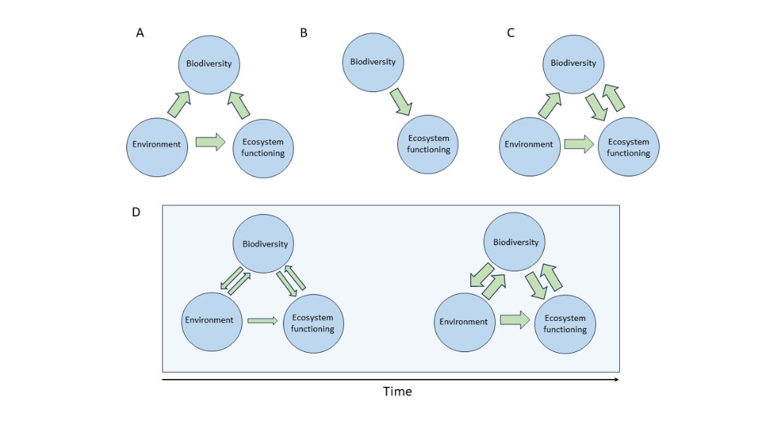 Oikos (@oikos_journal) on Twitter photo 🌳🌲Using long-term tree diversity experiments to explore the mechanisms of temporal shifts in forest ecosystem functioning - <a href="/KorichevaLab/">Julia Koricheva</a>
doi.org/10.1111/oik.10…
<a href="/RHULBioSci/">RHUL Biology</a> <a href="/NordicOikos/">Nordic Society Oikos</a> <a href="/WileyEcolEvol/">Wiley Ecology & Evolution</a> #biodiversity #ecosystemfunctioning #forests #ontogeny #succession 🌳🌲Using long-term tree diversity experiments to explore the mechanisms of temporal shifts in forest ecosystem functioning - <a href="/KorichevaLab/">Julia Koricheva</a>
doi.org/10.1111/oik.10…
<a href="/RHULBioSci/">RHUL Biology</a> <a href="/NordicOikos/">Nordic Society Oikos</a> <a href="/WileyEcolEvol/">Wiley Ecology & Evolution</a> #biodiversity #ecosystemfunctioning #forests #ontogeny #succession