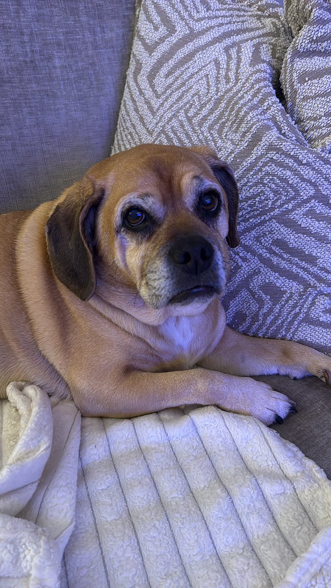 pippapuggle's tweet image. Evening all 🐶🐾#puggle #pugglepack