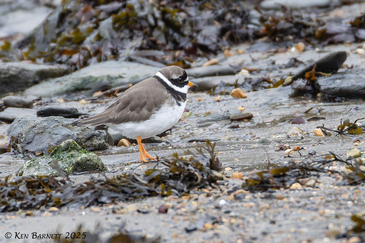 KenBarn90989771's tweet photo. Today at the #Flagpoles #GoodwickBeach 2 #Redshank 7 #Turnstones 1 #GreyPlover 1 #Curlew the usual assorted gulls.
@PembsBirds https://t.co/yq3Pu0uWUf