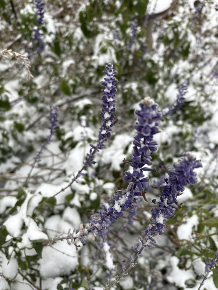 Ashley Fort tweet media