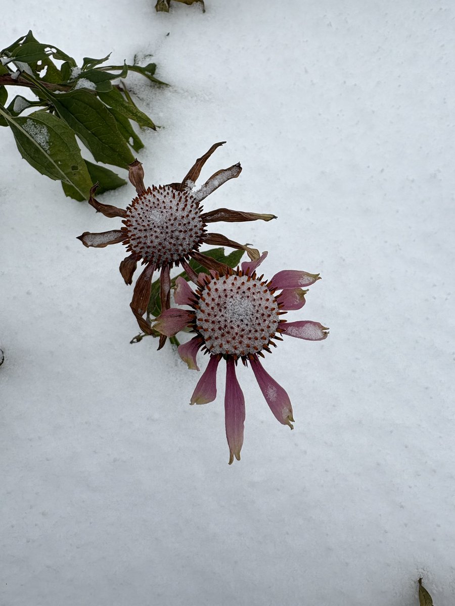 On this blessed snow day, slow down, feel the stillness, and find the beauty. Do you notice how the white ❄️ contrasts the color 🌺 so perfectly?