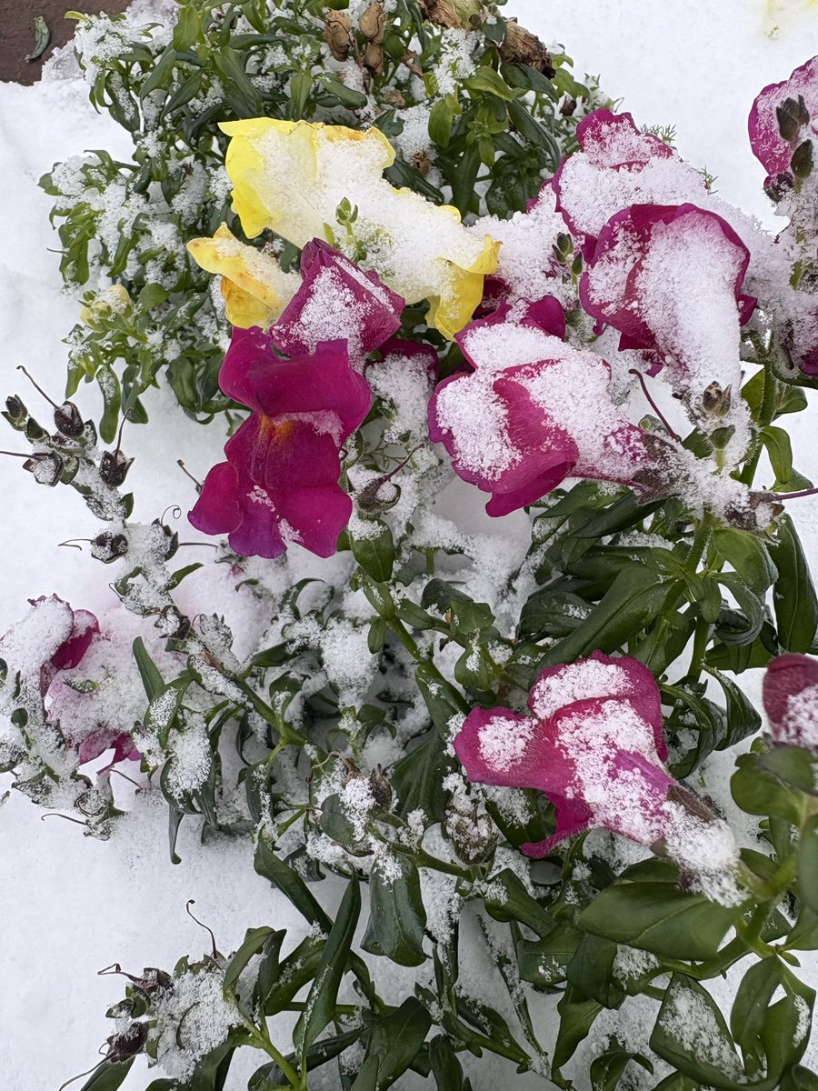 Ashley Fort tweet media