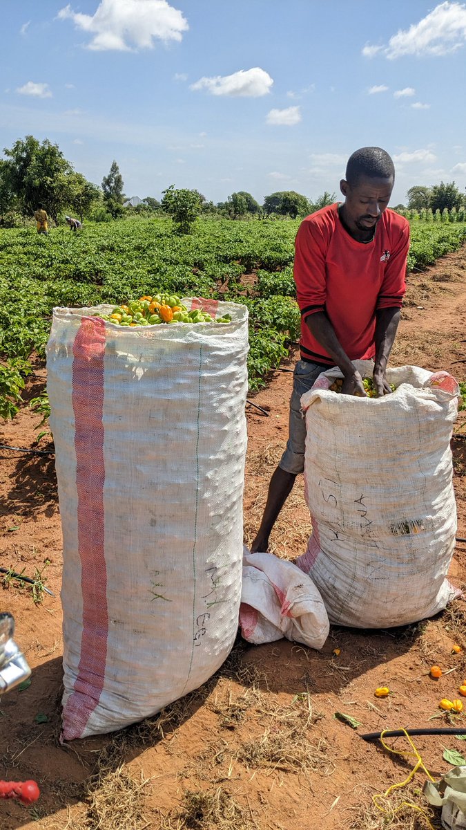 Debe la Pilipili Mwendokasi Kwa Sasa Shambani 5000. Je Mbeleni Itapanda Au ndiyo Itazidi Kuporomoka?  <a href="/msakufarm/">Bwanashamba wa taifa 🇹🇿</a>  <a href="/mkulimaforum/">Mkulima Forum🌾</a> <a href="/mkulimayoung/">Mkulima Young</a>