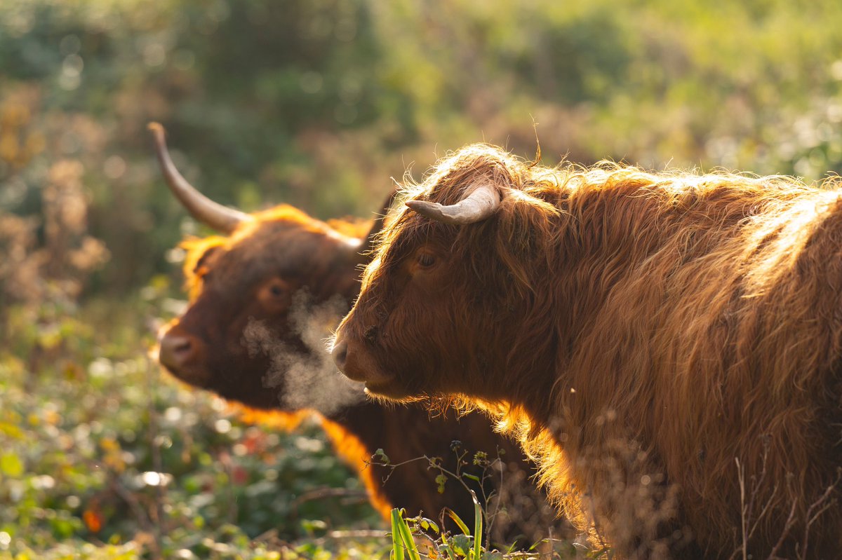 De afgelopen periode zijn meerdere van onze Schotse hooglanders in de #Broekpolder in #Vlaardingen zeer ernstig verwond, met euthanasie tot gevolg. We verzoeken u met klem uw hond aan te lijnen in het leefgebied van onze grote grazers. 

freenature.nl/nl/nieuws/2025…