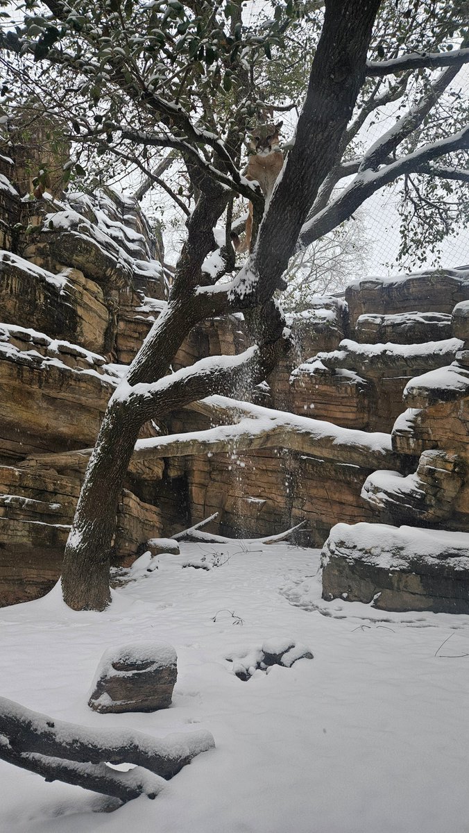 houstonzoo's tweet photo. Our cougars stepped out of their heated barns to explore the wintery weather.  
 
📸: Kevin H., VP of Animal Programs https://t.co/Fuj04jMnjc
