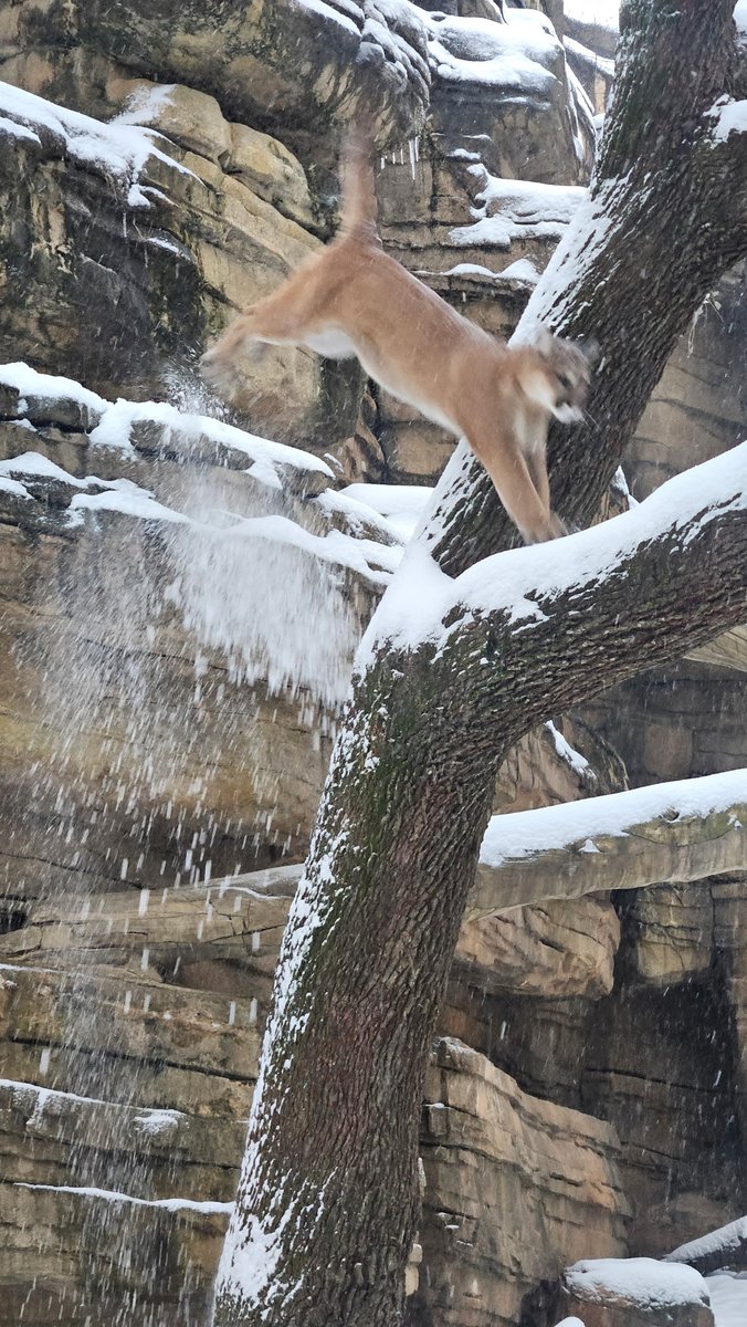 houstonzoo's tweet photo. Our cougars stepped out of their heated barns to explore the wintery weather.  
 
📸: Kevin H., VP of Animal Programs https://t.co/Fuj04jMnjc
