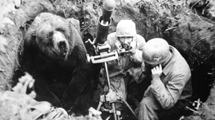 TheRestHistory's tweet photo. 🚨NEW EPISODE (for members only...)🚨

📣Members of The Rest Is History club can now enjoy early access to Thursday's episode...

🐻The Bear Who Beat The Nazis🐻

🔫Wojtek, a brown bear raised by his comrades in the Polish Armed Forces In The West, takes up arms against the German invader, making friendships that will last for decades with his fellow soldiers, and becoming a Polish national hero in the process. With his claw marks still etched into the bark of Scottish beech trees, join Tom and Dominic as they tell the story of this remarkable bear...