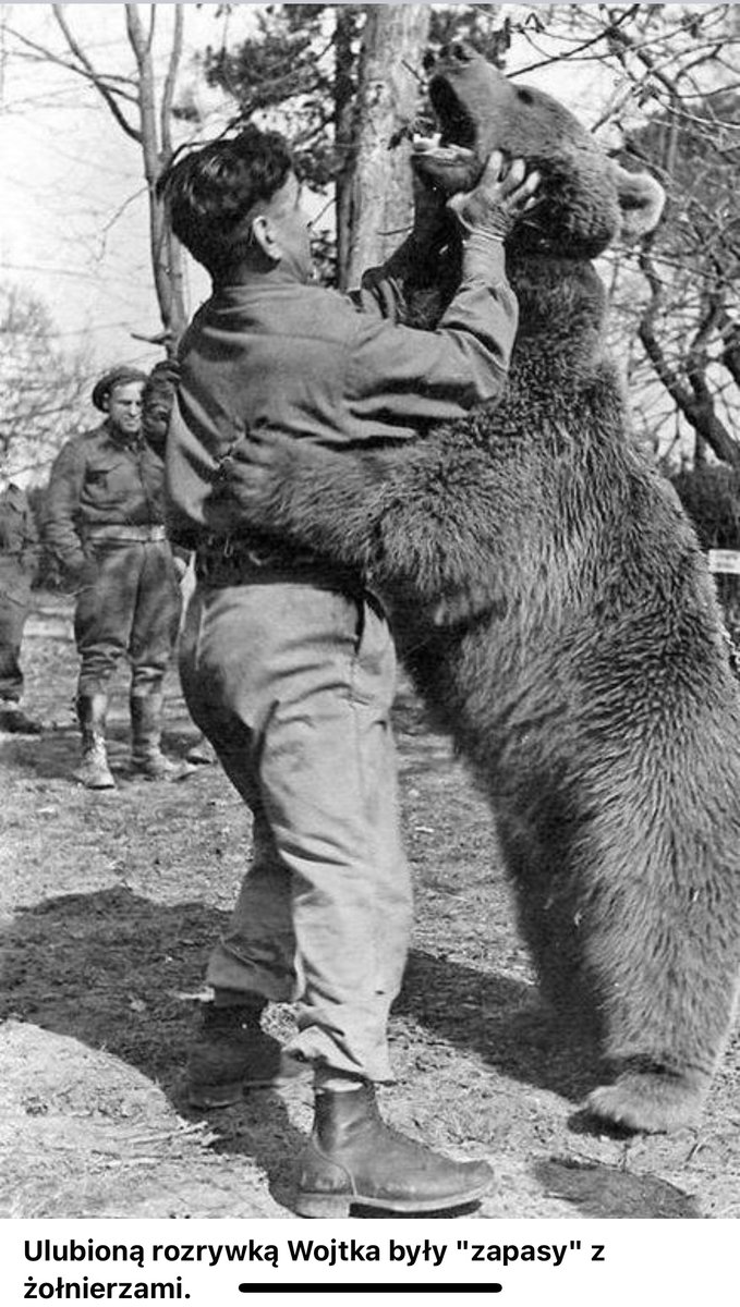 TheRestHistory's tweet photo. 🚨NEW EPISODE (for members only...)🚨

📣Members of The Rest Is History club can now enjoy early access to Thursday's episode...

🐻The Bear Who Beat The Nazis🐻

🔫Wojtek, a brown bear raised by his comrades in the Polish Armed Forces In The West, takes up arms against the German invader, making friendships that will last for decades with his fellow soldiers, and becoming a Polish national hero in the process. With his claw marks still etched into the bark of Scottish beech trees, join Tom and Dominic as they tell the story of this remarkable bear...