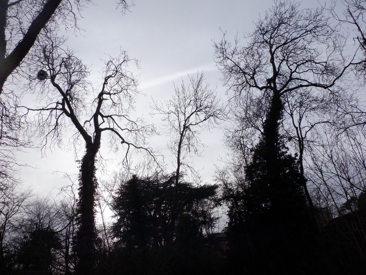 Art Branches tweet media