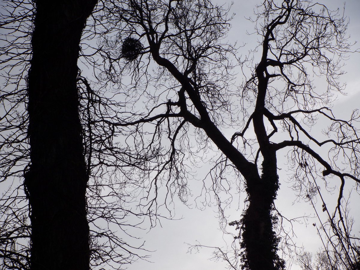 Some beautiful tree photography today from <a href="/NSFTtweets/">NSFT mental health</a> Wedgwood house on our tree photography walk <a href="/SNEEICB_WS/">NHS SNEE ICB - west Suffolk</a>   <a href="/West_Suffolk/">West Suffolk Council</a>