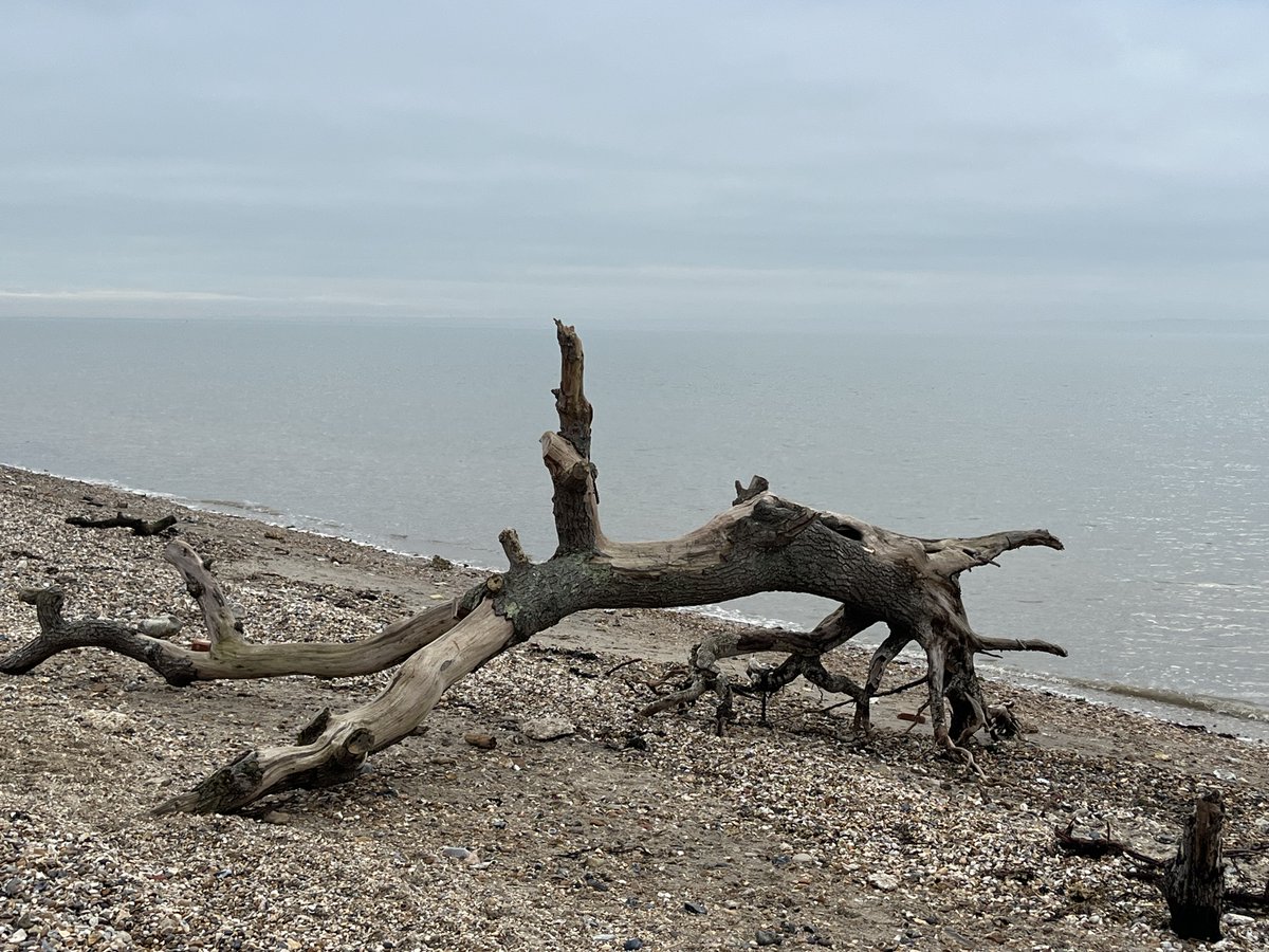 Samuel Cody School tweet media