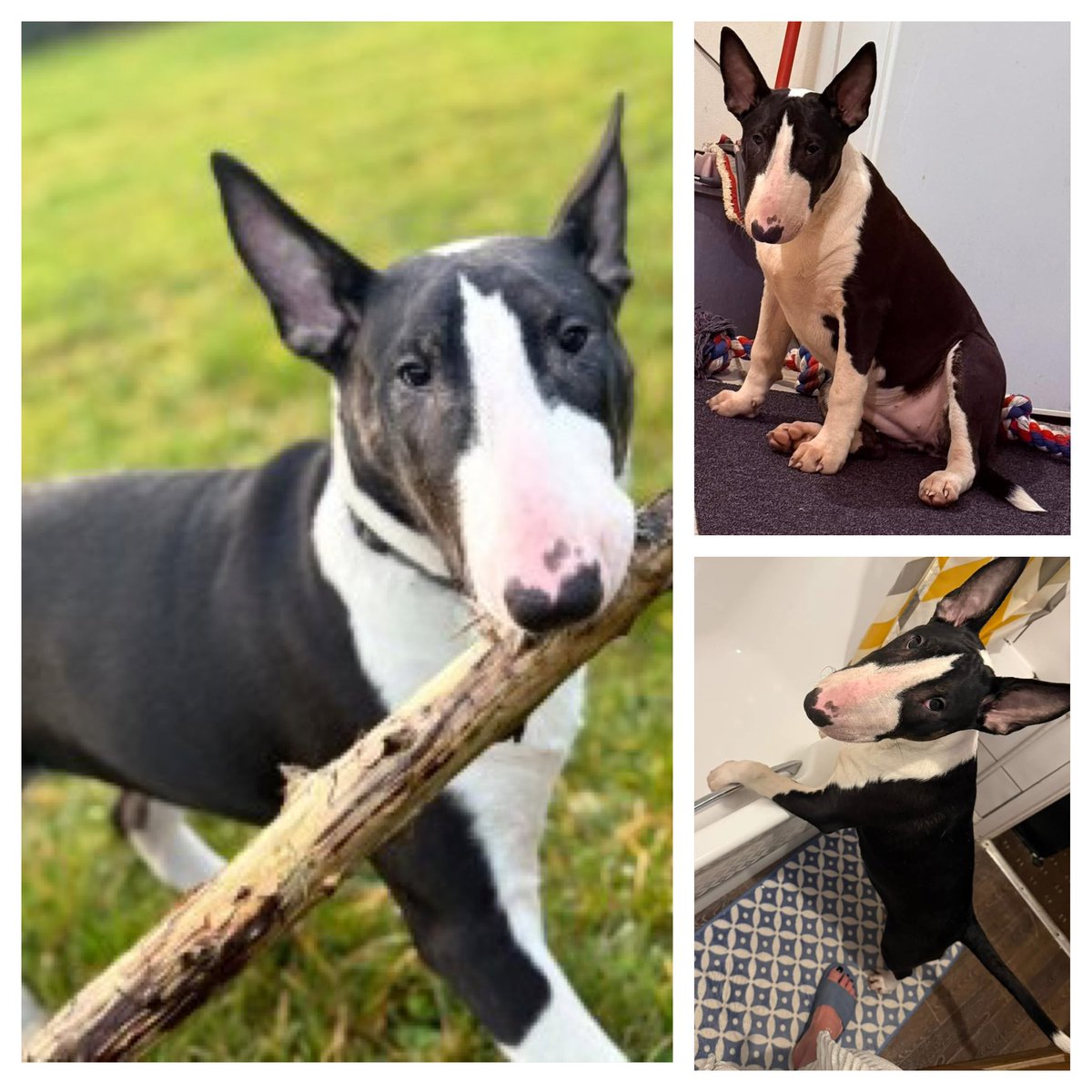 Stolen&Missing Pets tweet media