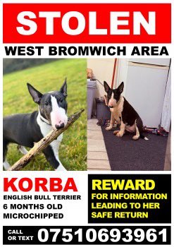 Stolen&Missing Pets tweet media