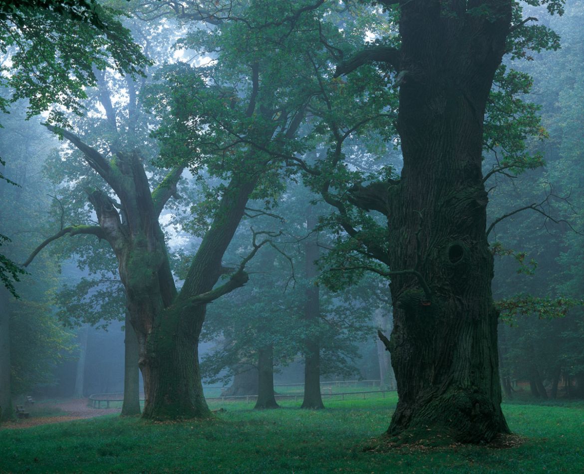Der Hutewald "Ivenacker Eichen" in Mecklenburg gehört zu den Nationalen Naturmonumenten. Dort stehen Uralteichen, die zwischen 565 &amp; 850 Jahre alt sind. Die "Große Eiche" gilt als größtes Lebewesen Deutschlands, die größte Eiche Europas und die größte lebende Stieleiche der Welt.