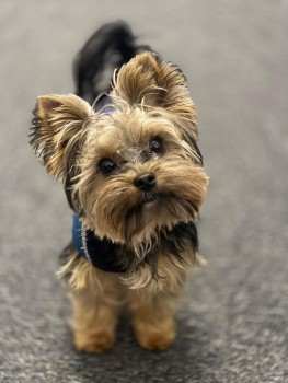ENZO HOME SAFE. THANKS FOR RT's 😊🐕🐾

🆘17 JAN 2025 #Lost ENZO #ScanMe
YOUNG Black &amp; Brown Yorkshire Terrier Male 
Aylesbury Street #Neasden North West London #NW10 doglost.co.uk/dog-blog.php?d…