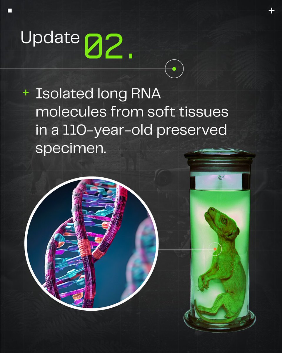 colossal's tweet photo. Last week was a major moment for Colossal. With a major new investment in de-extinction comes major progress for our key projects. This is just a small sampling of some of the progress we've made on the thylacine project with much more to come. 🧵👇

Stay tuned for updates on our other keystone species 🦣🐅🦤