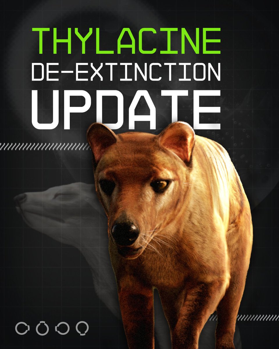 colossal's tweet photo. Last week was a major moment for Colossal. With a major new investment in de-extinction comes major progress for our key projects. This is just a small sampling of some of the progress we've made on the thylacine project with much more to come. 🧵👇

Stay tuned for updates on our other keystone species 🦣🐅🦤