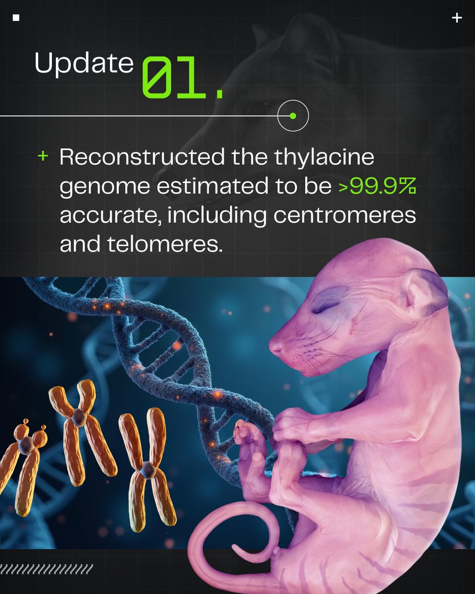 colossal's tweet photo. Last week was a major moment for Colossal. With a major new investment in de-extinction comes major progress for our key projects. This is just a small sampling of some of the progress we've made on the thylacine project with much more to come. 🧵👇

Stay tuned for updates on our other keystone species 🦣🐅🦤