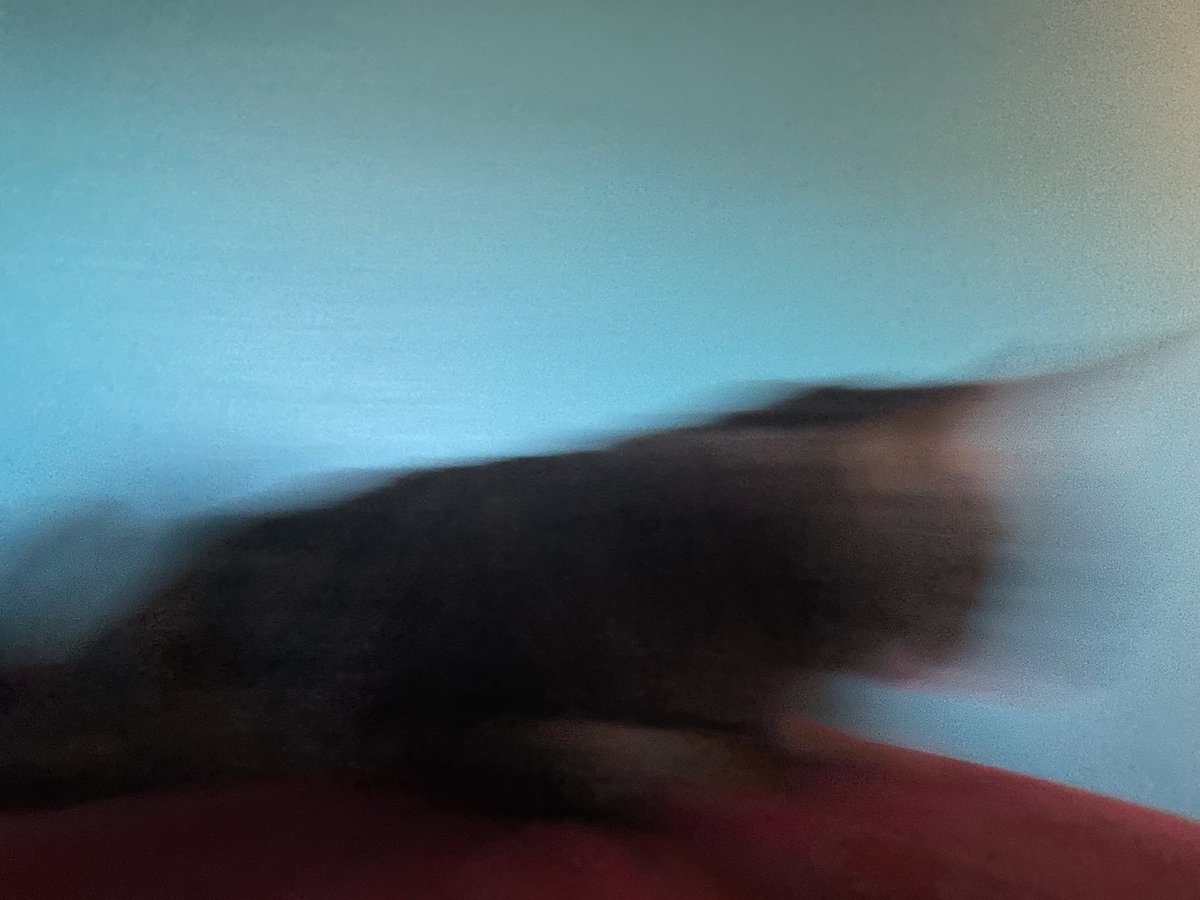 sch0omp's tweet photo. I love my kittys https://t.co/jaZuP7mnQU