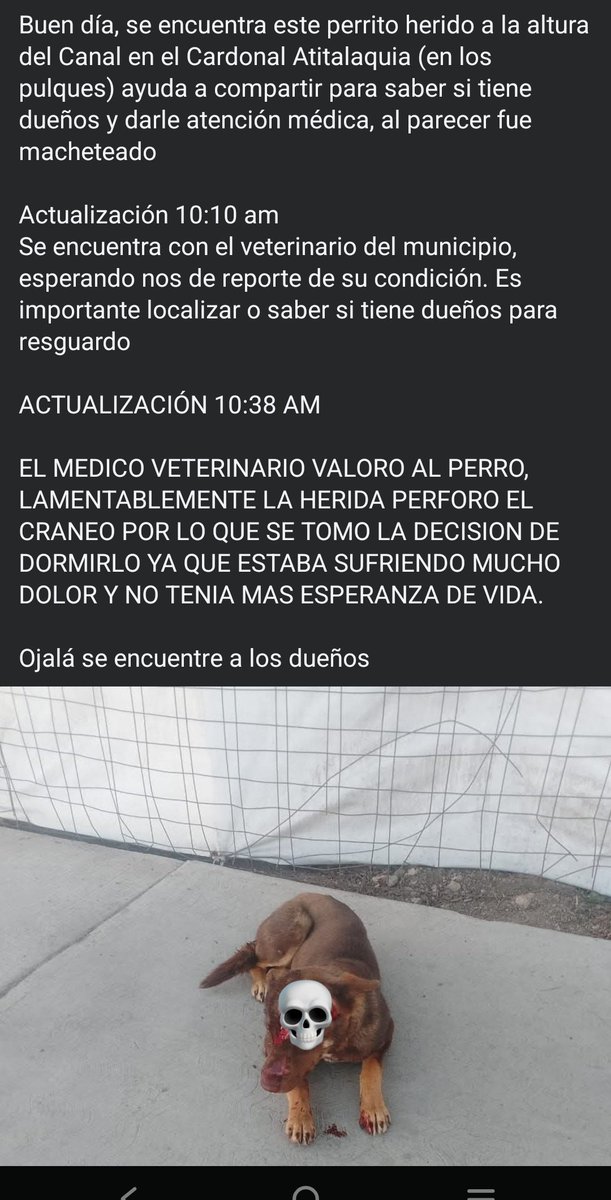 ariasu_no's tweet photo. @juliomenchaca_  @gobiernohidalgo ¿No el maltrato animal ya es penado en Hidalgo? Es el segundo caso de un perrito herido de la misma forma exactamente en la misma zona; A esos psicópatas se les hace muy fácil hacer estás atrocidades por qué no hacen nada #noalmaltratoanimal https://t.co/rlKoHPSW6M