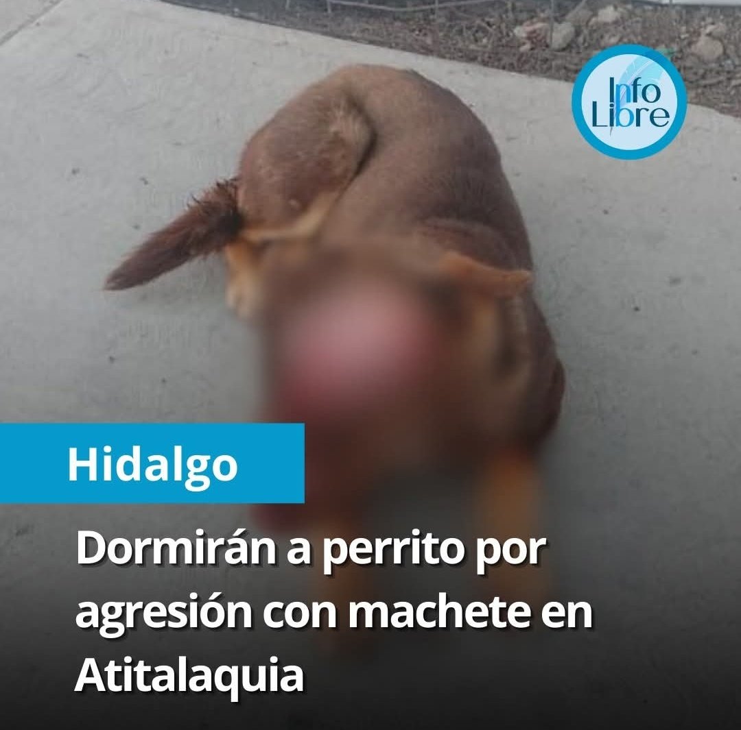 ariasu_no's tweet photo. @juliomenchaca_  @gobiernohidalgo ¿No el maltrato animal ya es penado en Hidalgo? Es el segundo caso de un perrito herido de la misma forma exactamente en la misma zona; A esos psicópatas se les hace muy fácil hacer estás atrocidades por qué no hacen nada #noalmaltratoanimal https://t.co/rlKoHPSW6M