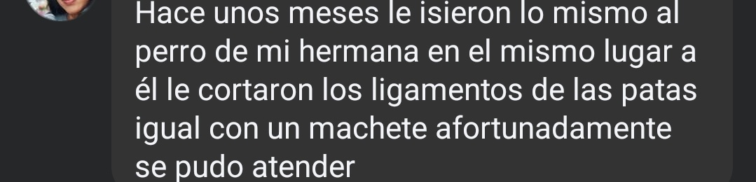 ariasu_no's tweet photo. @juliomenchaca_  @gobiernohidalgo ¿No el maltrato animal ya es penado en Hidalgo? Es el segundo caso de un perrito herido de la misma forma exactamente en la misma zona; A esos psicópatas se les hace muy fácil hacer estás atrocidades por qué no hacen nada #noalmaltratoanimal https://t.co/rlKoHPSW6M