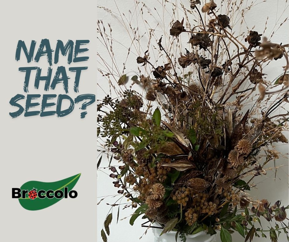 BroccoloLadyB tweet media