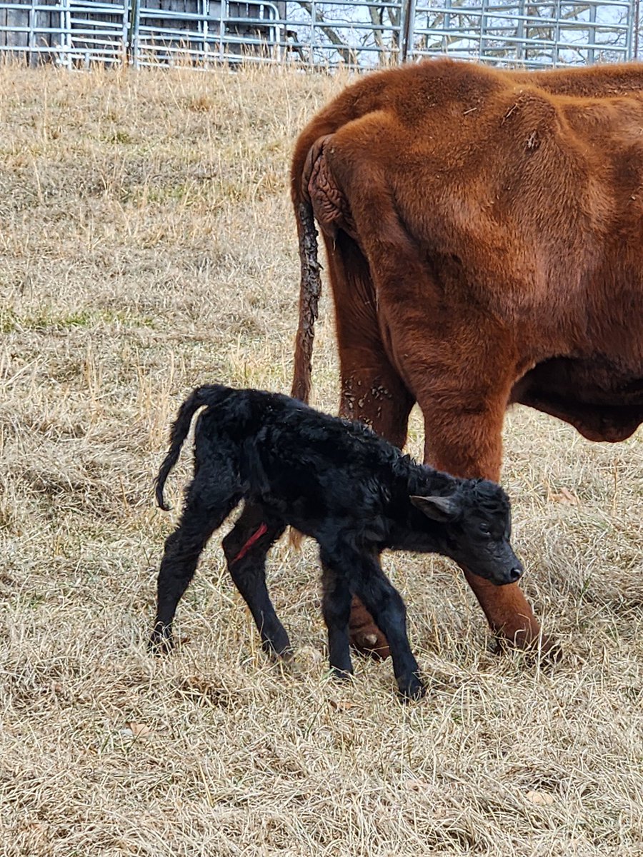 GLesemann's tweet photo. Blessed!
God's creatures!
#RetirementIsAwesome!
#Precious https://t.co/Iid5JnWcLh