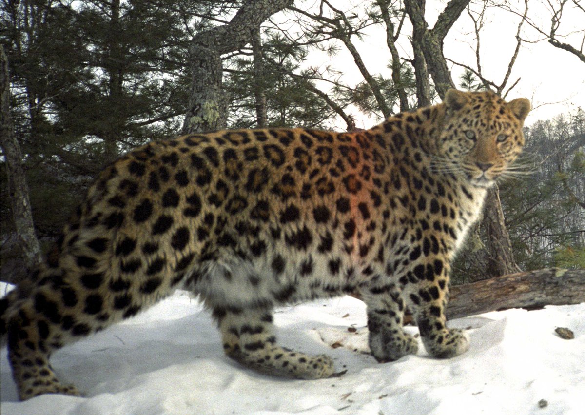 trailcam (@trail_cams) on Twitter photo 