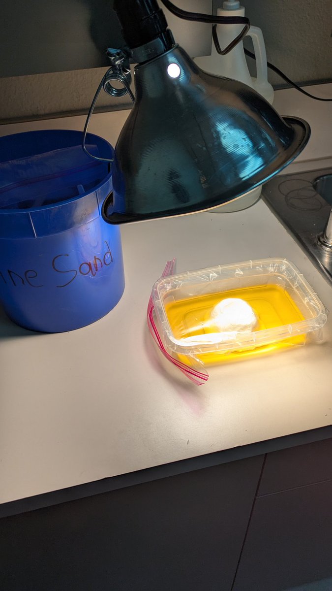 Models are a fun way to explore science topics! So thankful for <a href="/McGrawHillK12/">McGraw Hill PreK-12</a> and their great hands on topics. <a href="/BearCreekElem/">Bear Creek</a> #teambce