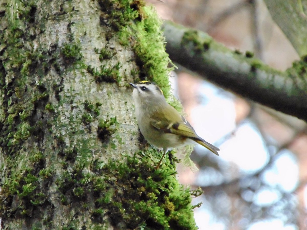 arrivedeh's tweet photo. A golden-crowned kinglet in a Vancouver park.
#birdwatching #birding #kinlet #BirdsSeenIn2025 #birdphotography #UrbanNature https://t.co/jaLeupNjLu