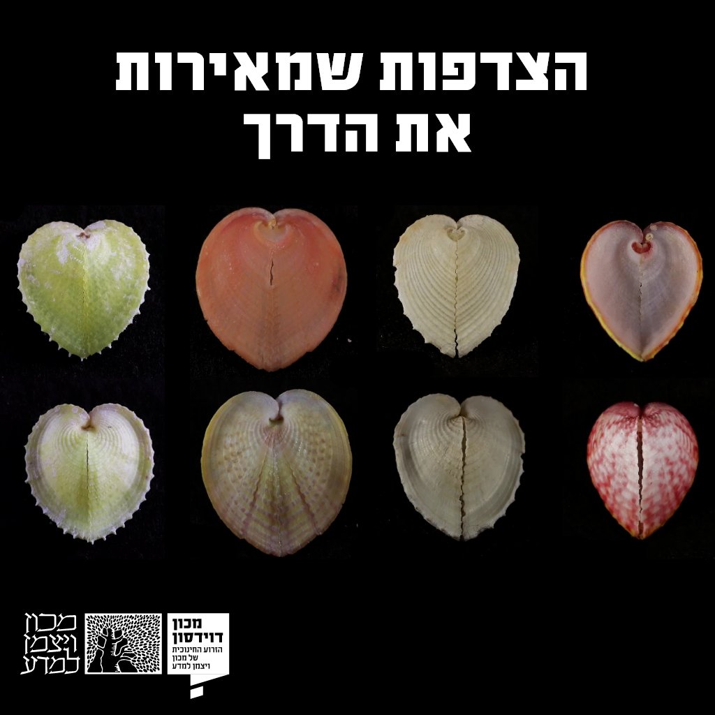 DavidsonOnline's tweet image. שיתוף פעולה מופלא בין צדפה לאצה עשוי לסלול את הדרך לטכנולוגיות אופטיות חדשות >>> bit.ly/4jlEYbX
מאת: דין ברוך
📸מתוך McCoy et al, 2024