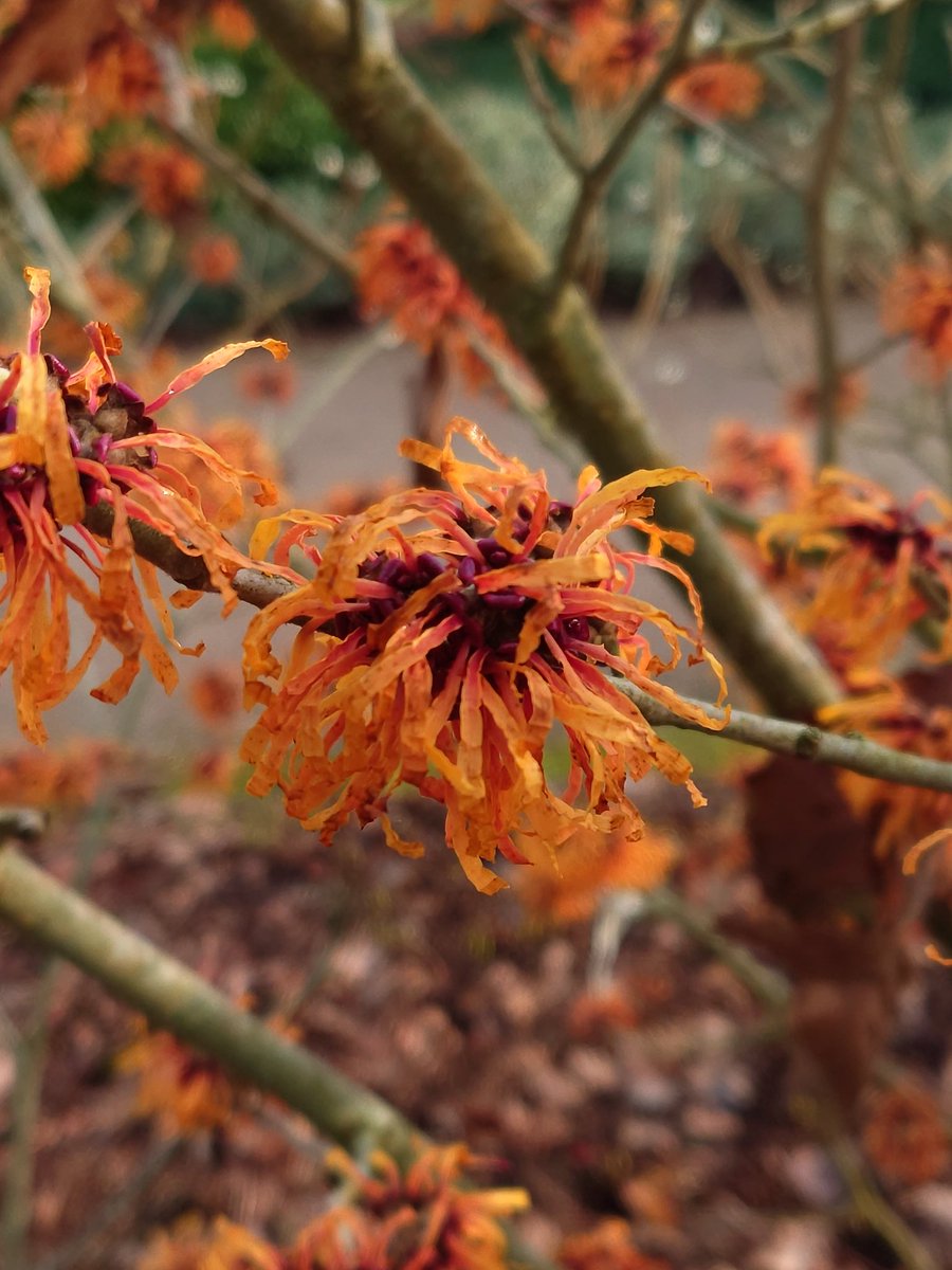 UK_Boothby's tweet photo. Witch hazel looking exotic on a winter's day @RHSWisley 📸 Hamamelis x intermedia 'Harry' https://t.co/8ckFqxqq8v