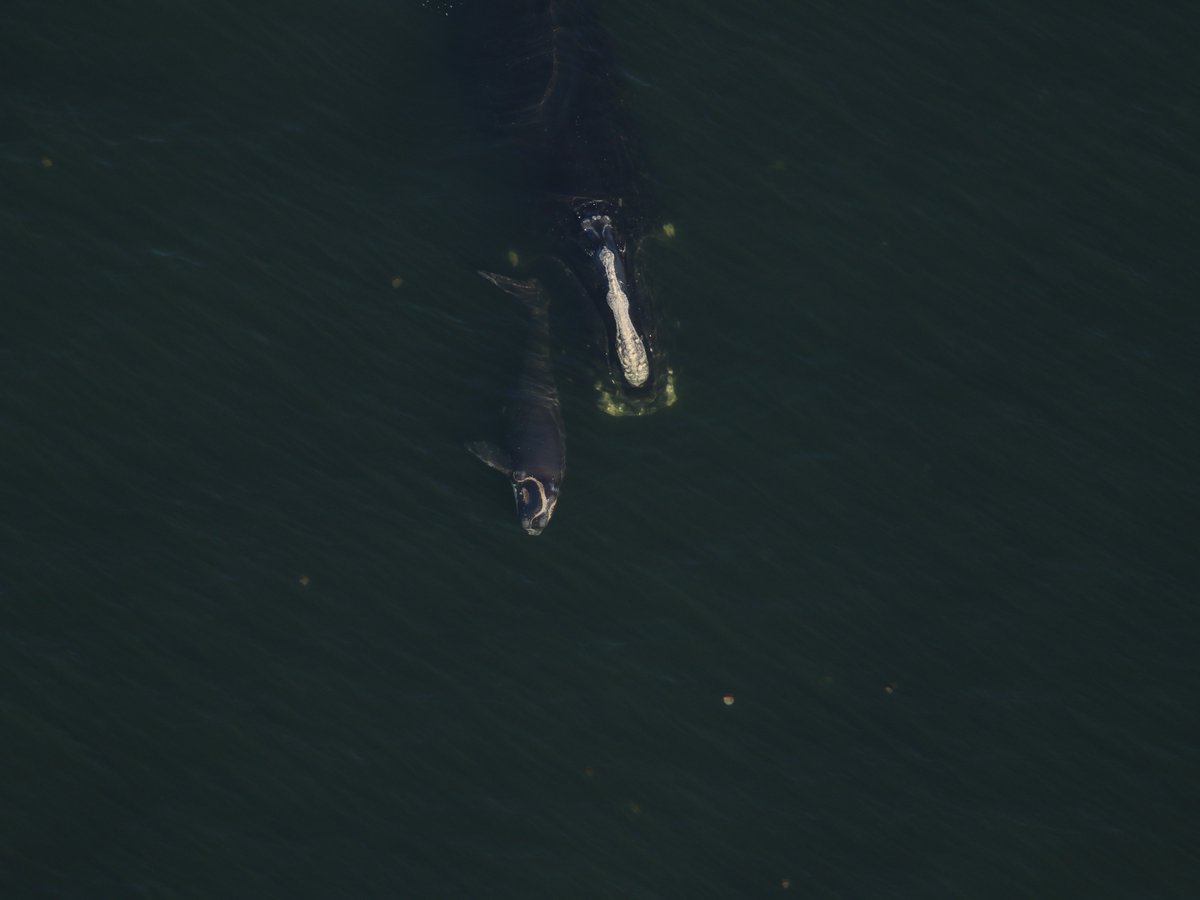 Another first-time #NorthAtlanticRightWhale mom has been seen!💙

Over the weekend, "Check Mark" (#3705) was sighted with her newborn calf in FL waters.

More on our blog w/ info curated by our #AndersonCabotCenter scientists: bit.ly/49ekQnz

📸:<a href="/MyFWC/">MyFWC</a>; NOAA permit 26919