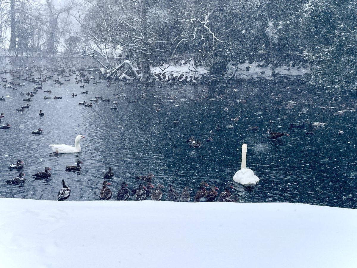 JeffDuncan_'s tweet photo. Audubon Park, Jan. 21, 2025 https://t.co/iwo0EDTgj2