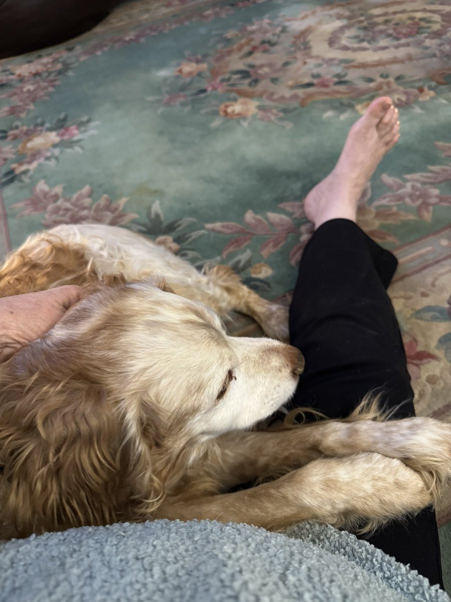 SpanielsSuper's tweet photo. Mum’s boy
Cuddled on mum’s knee ♥️
#SoLoved https://t.co/CwZcm0NlWF