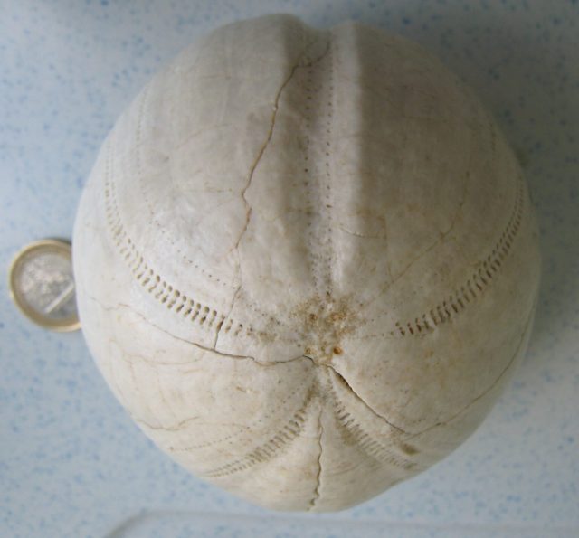 Sinesmen zaharrekin konektatzen gaituzten istorio mitikoak baliatzea baliabide bikaina izan daiteke azalpen zientifikoak zabaltzeko. Kasu honetan azalpena geologikoa da, eta, zorionez, orain horren berri dugu.

i.mtr.cool/vmahmconip