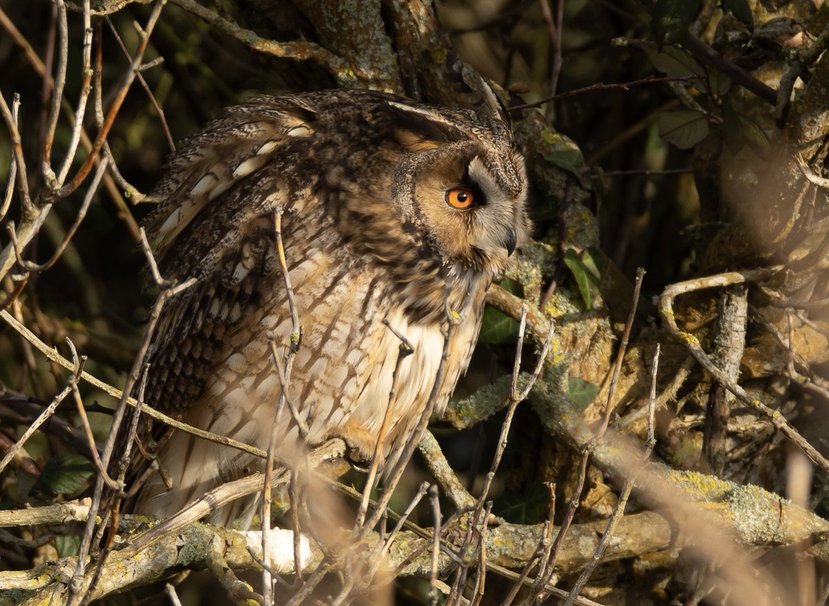 Scott Usher (@sstanpit) on Twitter photo 🤫🤐Long-eared Owl 🦉 The death stare with those piercing eyes . What a beauty <a href="/BBCWinterwatch/">BBC Winterwatch</a> <a href="/BBCSpringwatch/">BBC Springwatch</a> 🤫🤐Long-eared Owl 🦉 The death stare with those piercing eyes . What a beauty <a href="/BBCWinterwatch/">BBC Winterwatch</a> <a href="/BBCSpringwatch/">BBC Springwatch</a>