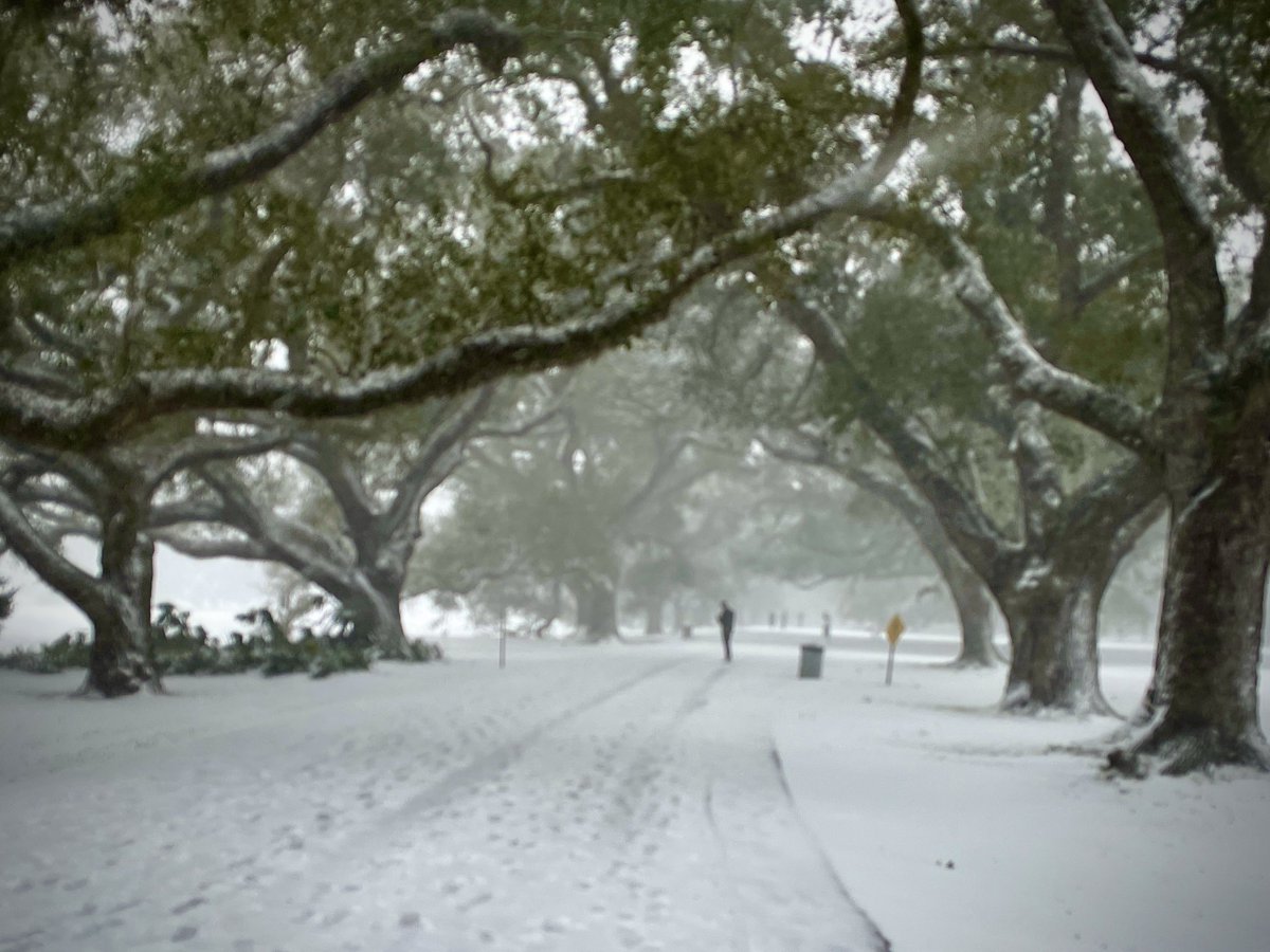 JeffDuncan_'s tweet photo. Audubon Park, Jan. 21, 2025 https://t.co/iwo0EDTgj2