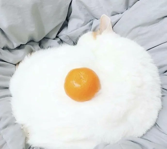 Thereisnocat_'s tweet photo. https://t.co/Og1uTTc1Ws