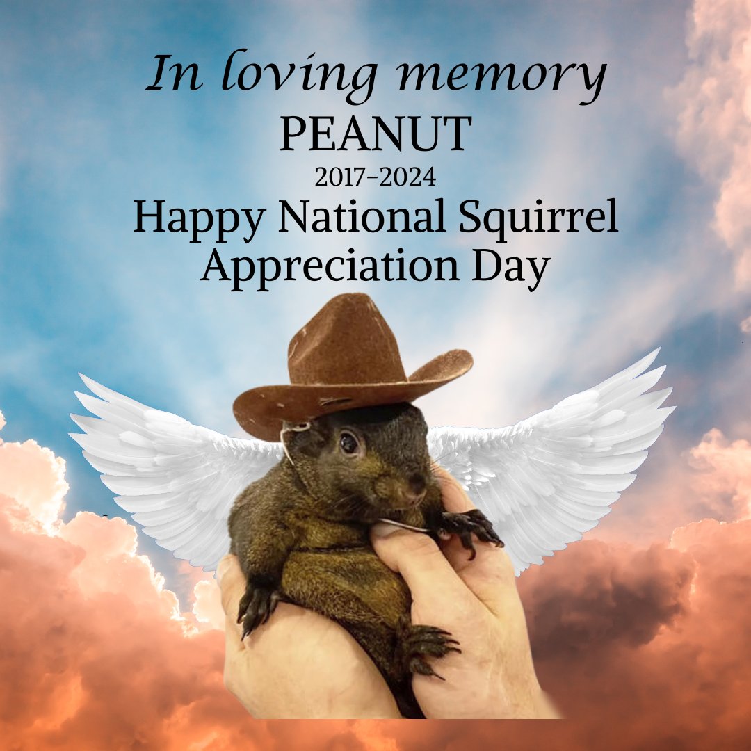 RepBobOnder's tweet image. In honor of National Squirrel Appreciation Day, we are remembering Peanut. The New York State Department of Environmental Conservation seized him and took him from us too soon. A true case of government overreach if there ever was one.