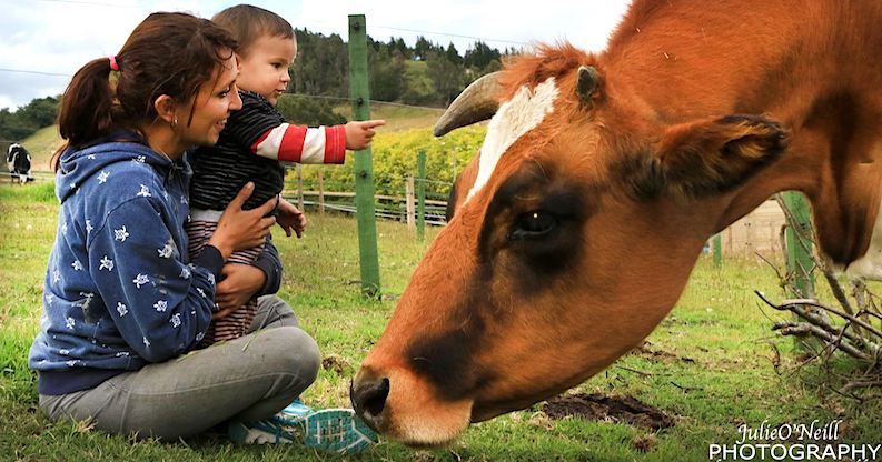 "When I founded my animal sanctuary in Colombia years ago, our first property was very close to a large dairy farm. One day soon after we opened, a cow jumped the fence onto our land. She was pregnant, and immediately began to go into labor."

Read on: buff.ly/2KakDYd