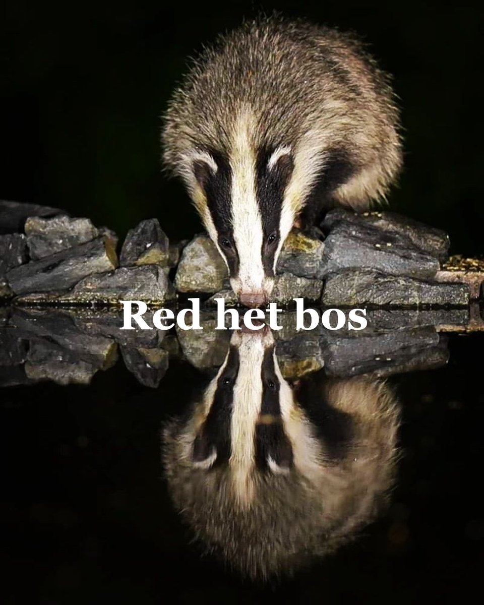 XRVenlo's tweet photo. ❤️ Met nog 13 dagen te gaan, geven we je vandaag reden 10 om samen met ons het bos op de Hilkensberg te redden en voor altijd te beschermen tegen kap en de jacht te stoppen. Doneer en lees meer https://t.co/leLDD4lGux 🌳❤️
Reden 10: https://t.co/BC0H96CsPw
#RedHetBos #StopDeJacht https://t.co/cx667HCBFn