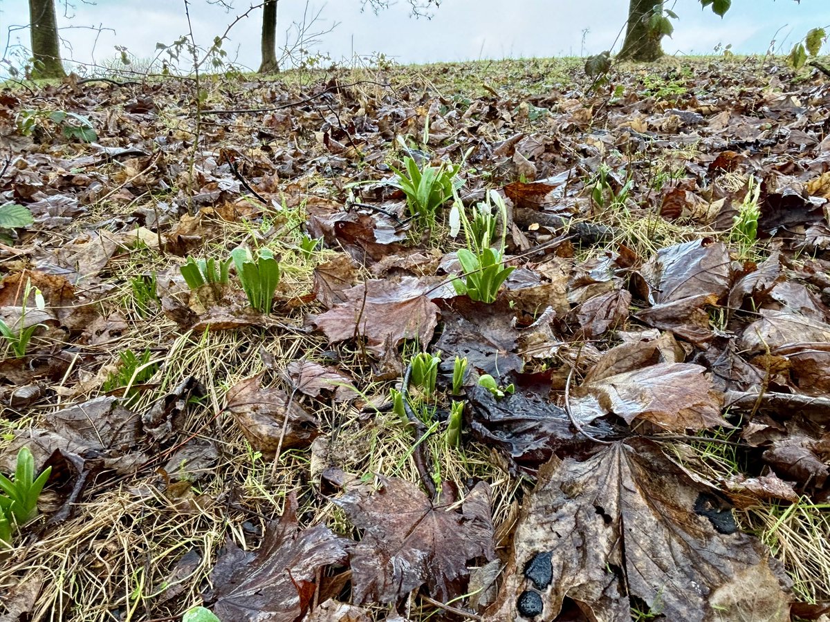 ErskineCGarden (@erskinecgarden) on Twitter photo Snowdrops at the garden today 💜 they make us happy :) <a href="/KSBScotland/">Keep Scotland Beautiful</a> <a href="/The_RHS/">The RHS</a> <a href="/TCVScotland/">TCV Scotland</a> <a href="/EngageNews1/">Engage Renfrewshire</a> <a href="/RenCouncil/">RenCouncil</a> <a href="/ForestryLS/">Forestry and Land Scotland</a> <a href="/dobbies/">Dobbies</a> <a href="/CauldersGC/">CauldersGardenCentre</a> <a href="/BandQ/">B&Q</a> <a href="/ScotWildlife/">Scottish Wildlife Trust</a> <a href="/RSPBScotland/">RSPB Scotland</a> #snowdrops #happy Snowdrops at the garden today 💜 they make us happy :) <a href="/KSBScotland/">Keep Scotland Beautiful</a> <a href="/The_RHS/">The RHS</a> <a href="/TCVScotland/">TCV Scotland</a> <a href="/EngageNews1/">Engage Renfrewshire</a> <a href="/RenCouncil/">RenCouncil</a> <a href="/ForestryLS/">Forestry and Land Scotland</a> <a href="/dobbies/">Dobbies</a> <a href="/CauldersGC/">CauldersGardenCentre</a> <a href="/BandQ/">B&Q</a> <a href="/ScotWildlife/">Scottish Wildlife Trust</a> <a href="/RSPBScotland/">RSPB Scotland</a> #snowdrops #happy