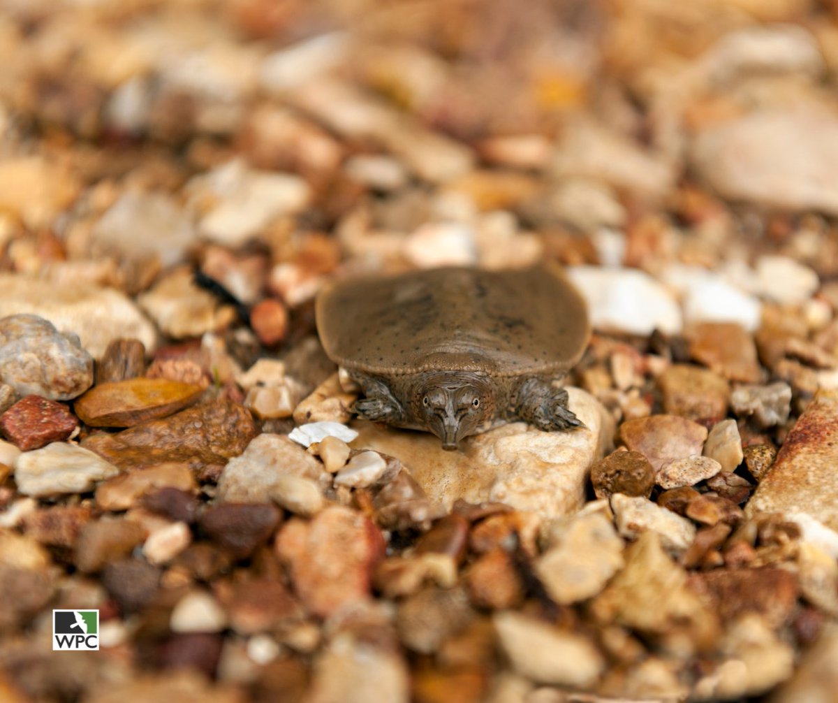 Wildlife Preservation Canada (@wpcwild911) on Twitter photo đExciting news!â
â
Our very own Hannah McCurdy-Adams, WPC's Reptile & Amphibian Program Development Coordinator, was nominated alongside Emma Kominek, Olivia Cornies and Arne Ă. Mooers (Simon Fraser University), for the James Fletcher Award đď¸â
â
wildlifepreservation.ca/blog/canadas-m⌠đExciting news!â
â
Our very own Hannah McCurdy-Adams, WPC's Reptile & Amphibian Program Development Coordinator, was nominated alongside Emma Kominek, Olivia Cornies and Arne Ă. Mooers (Simon Fraser University), for the James Fletcher Award đď¸â
â
wildlifepreservation.ca/blog/canadas-mâŚ