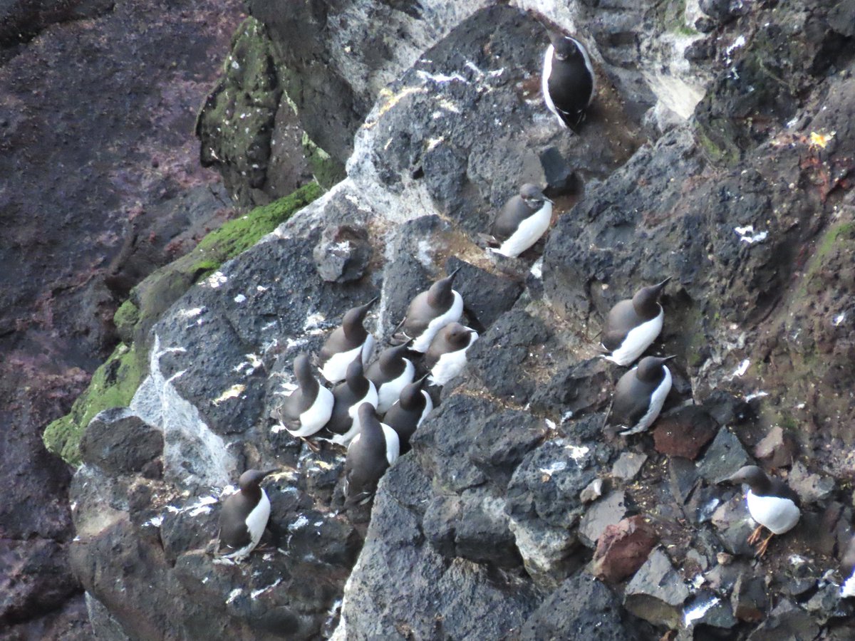 _Stickybeak's tweet image. Yesssssss, it&apos;s what we&apos;ve been waiting for - our favourite birds are back on the cliffs!!! A good scattering of Common Guillemots present today, and more out on the sea. Also loads of Fulmars on their ledges and circling around