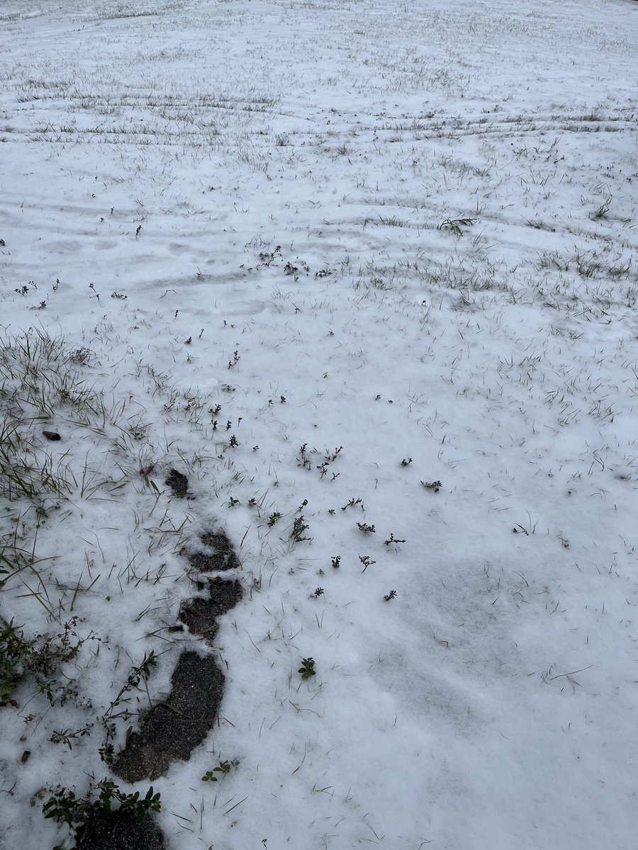 Holy crap, snow in Florida