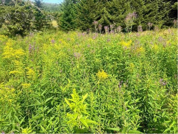 Mt. Desert Land &amp; Garden Preserve restores a meadow using a 130-year-old dataset. Read the article here: buff.ly/3PJYuBj