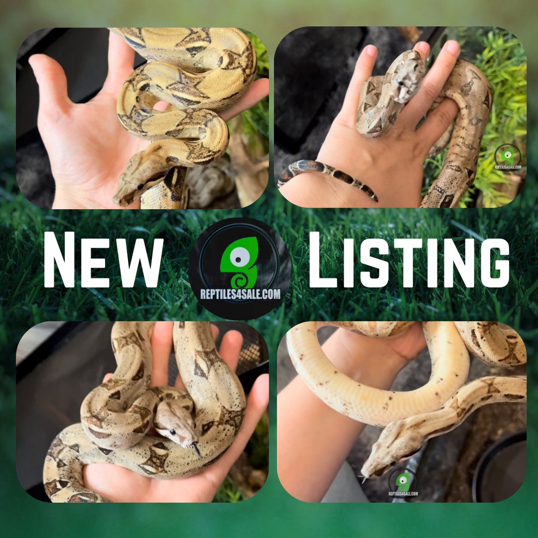 ReptileClass_'s tweet photo. 🗣NEW LISTING🗣

Need a new model to take up your phone storage? These boas don't seem camera shy!

Boas
Location: Los Banos, CA

Check out https://t.co/5tv8Jpe8Ff for more details.

#reptile #reptiles #fyp #buy #sell #classified #dwarfboa #boas #boa https://t.co/j0a7NlIAcQ