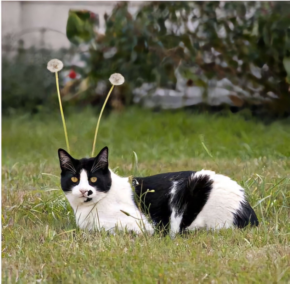 Why you should have a cat (@shouldhavecat) on Twitter photo 